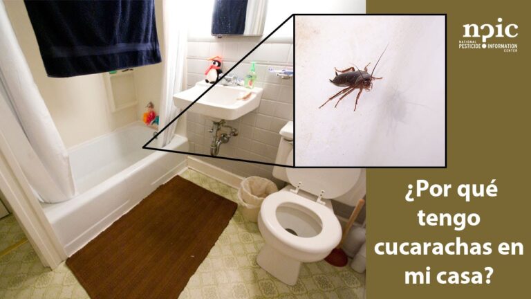 ¡Alerta! Infestación de cucarachas en casa ¿De dónde vienen?