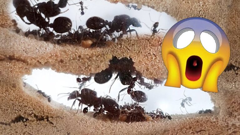 Descubre el fascinante mundo de las hormigas del hormiguero