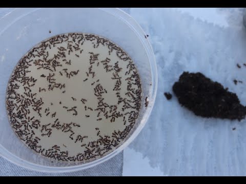 Elimina hormigas con facilidad: la trampa de levadura más efectiva.