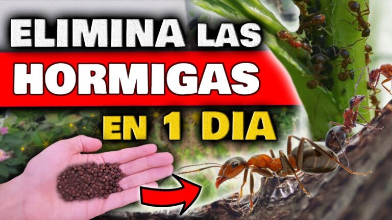 Aprende cómo eliminar las hormigas de tus plantas de forma efectiva