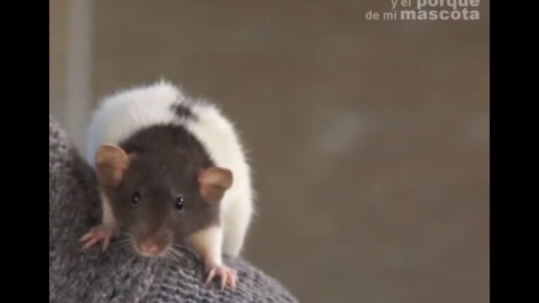 Descubre los gustos culinarios de las ratas y ratones en el hogar