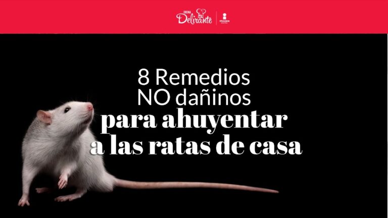 Aleja las ratas de casa: trucos efectivos en solo 5 pasos