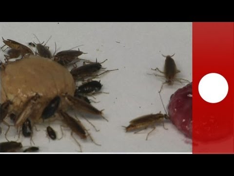 Descubre qué hacen las cucarachas para afectar a los humanos